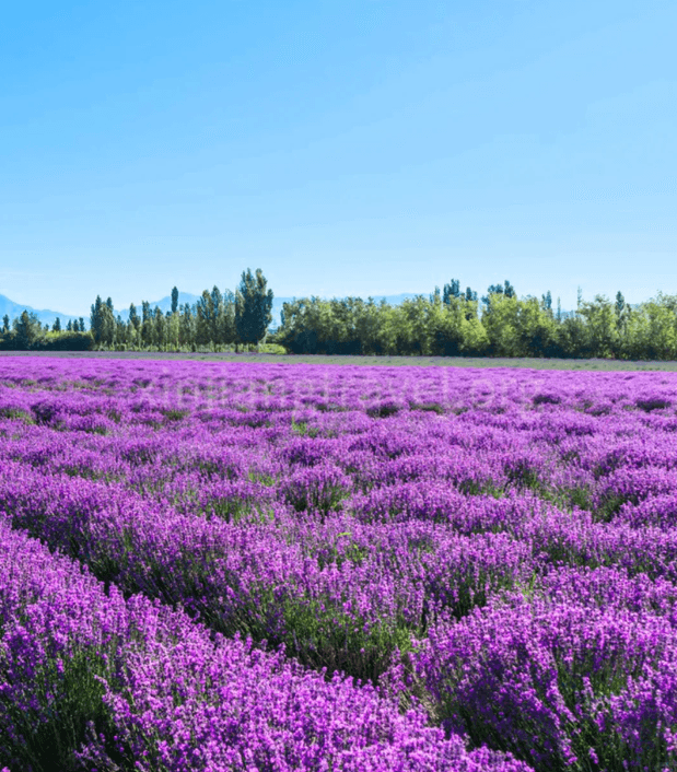 lavender-in-xinjiang-01 lavender-in-xinjiang-01
