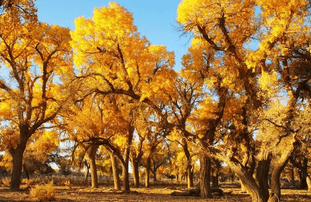 12-days-south-xinjiang-autumn-tour 12-days-south-xinjiang-autumn-tour