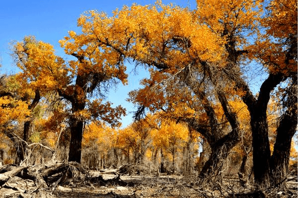 Populus Euphratica Forest Populus Euphratica Forest