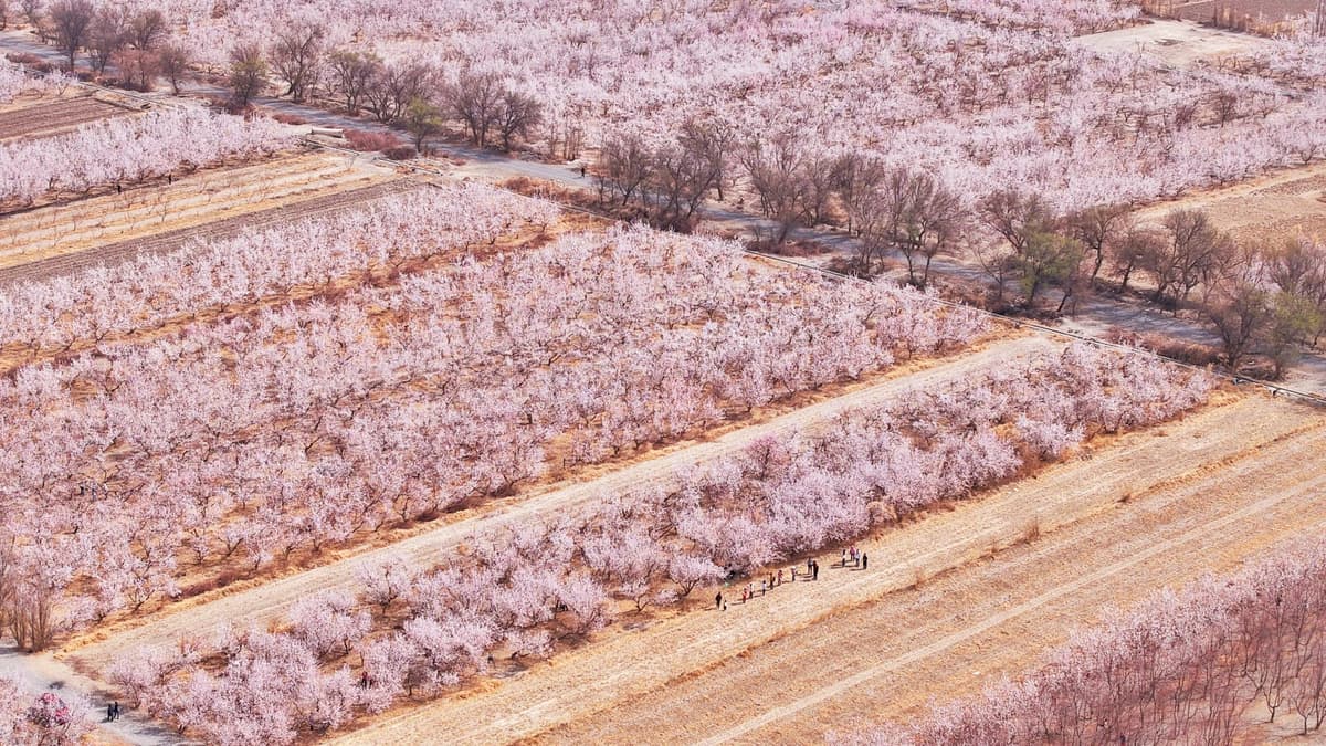 toksun-apricot-forest.jpg toksun-apricot-forest.jpg