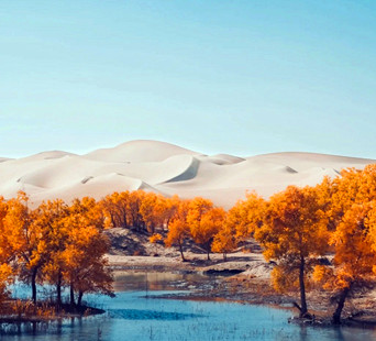 Diverse-Leaf Poplar Forest01.jpg