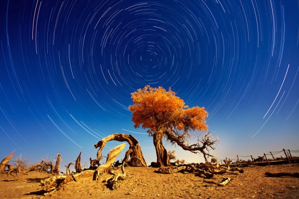 Poplar Forests in Tarim Basin