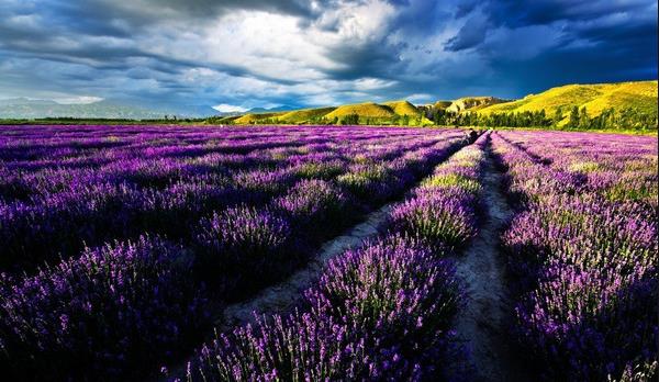 Lavender Farm in Yili Xinjiang