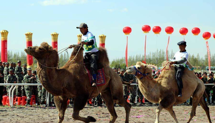 camel-racing.jpg