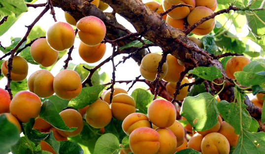 kuqa-apricot.JPG