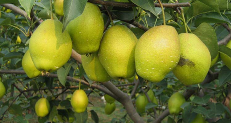 korla-pears.jpg