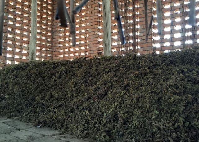 Raisins drying in the Chunce.JPG