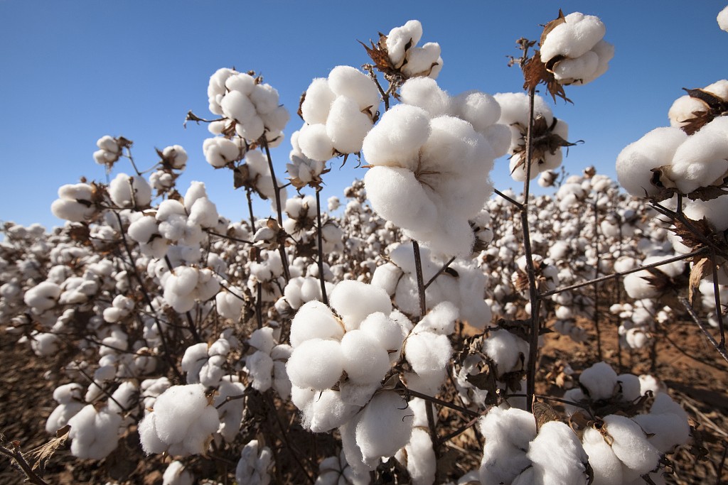 xinjiang-cotton-2.jpg