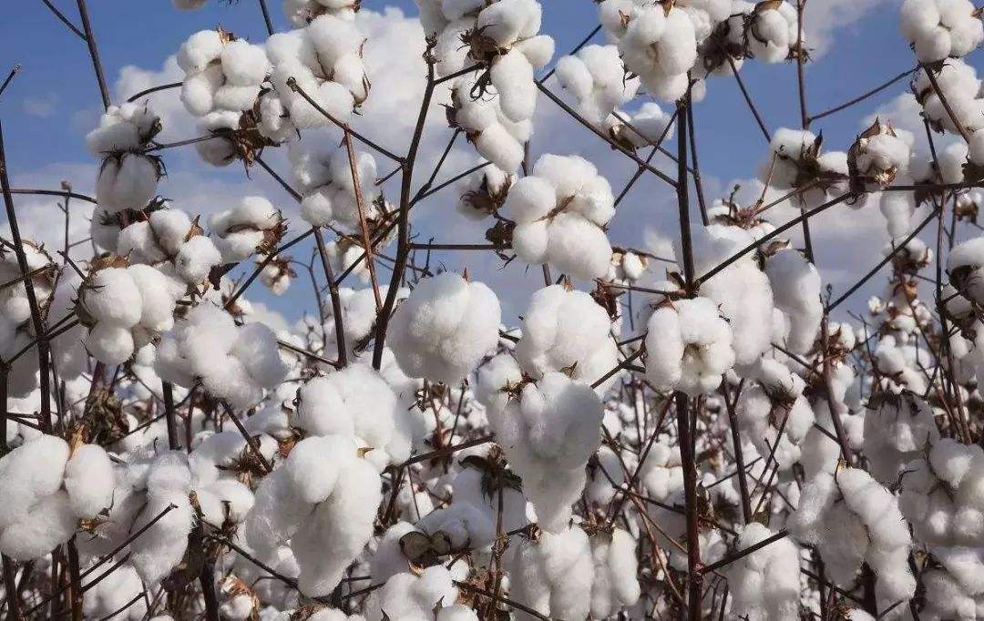 xinjiang-cotton-6.jpg